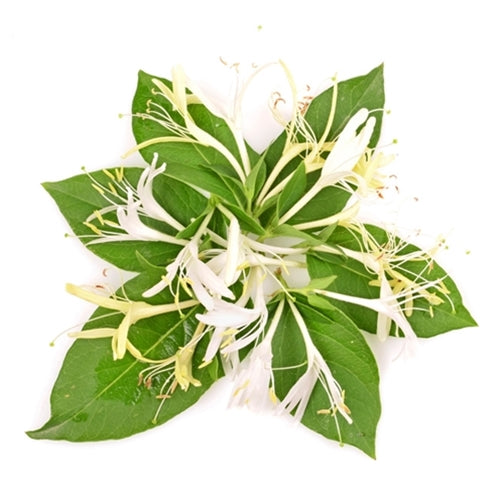 Honeysuckle {TFA}