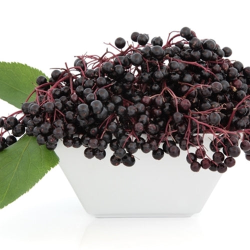 Elderberry {TFA}